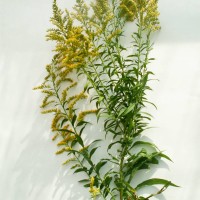 Canadian Goldenrod